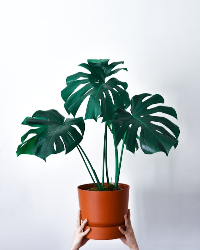 Monstera