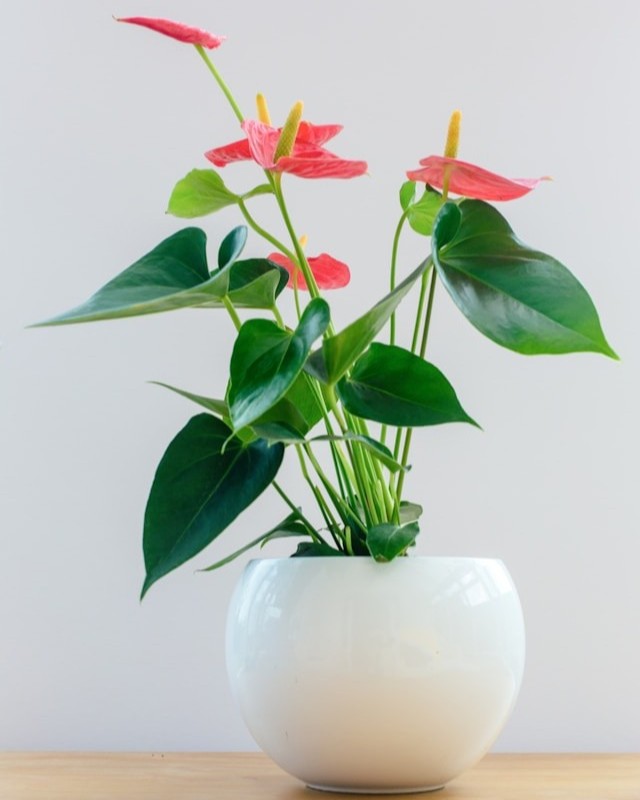 Anthurium (rosso)