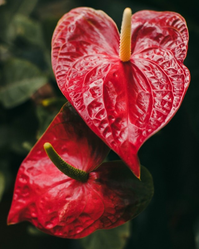 Anthurium (rosso)